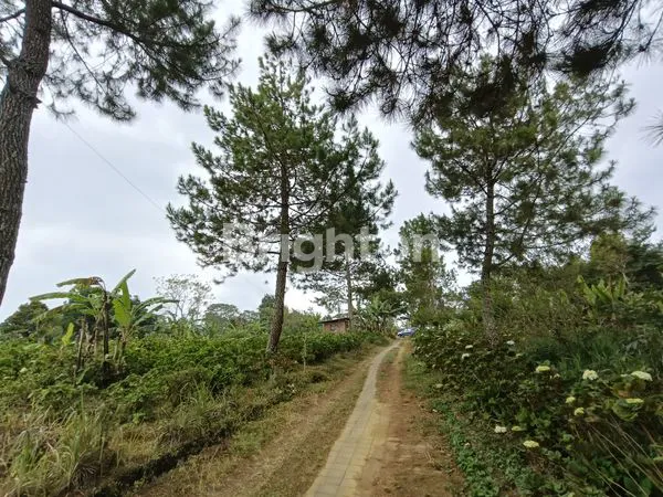 image TANAH KAVLING 250 M2 VIEW LAUT LOVINA & GUNUNG BATUKARU - KAWASAN PARIWISATA WANAGIRI BULELENG HANYA 150 METER DARI AIR TERJUN CINTA. (5)