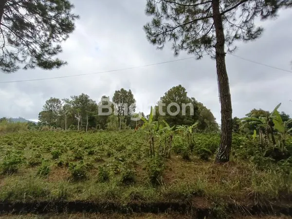 image TANAH KAVLING 250 M2 VIEW LAUT LOVINA & GUNUNG BATUKARU - KAWASAN PARIWISATA WANAGIRI BULELENG HANYA 150 METER DARI AIR TERJUN CINTA. (7)