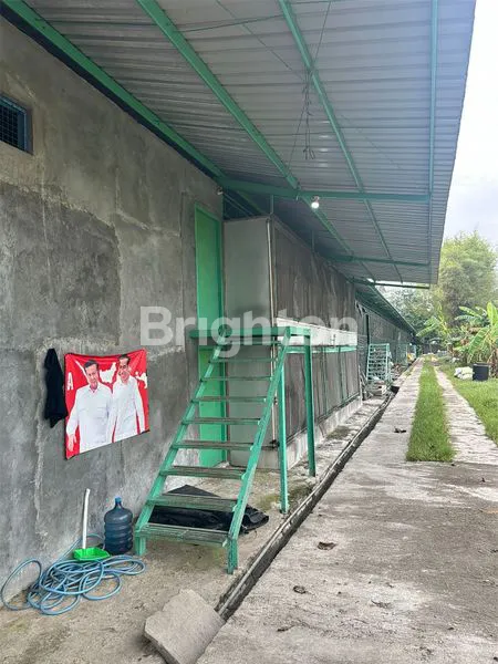 image TANAH KANDANG AYAM PLUS KANDANG AYAMNYA (2)