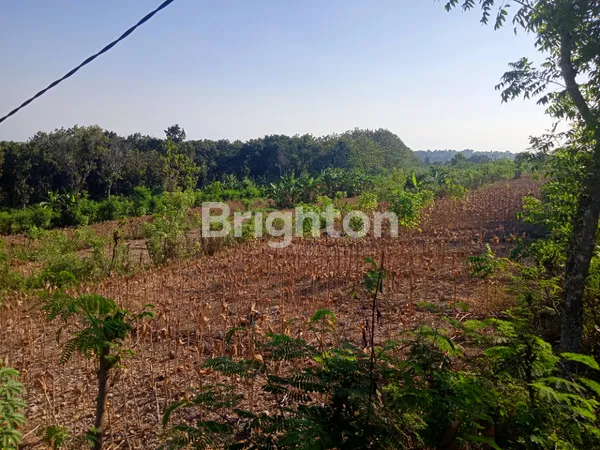 \UD83C\UDF3F TANAH DIJUAL – DESA DADAPAN, KEC. SOLOKURO, KAB. LAMONGAN \UD83C\UDF3F