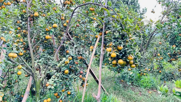 image \UD83C\UDF31 KAVLING PRODUKTIF BU – PURWODADI MALANG (3)