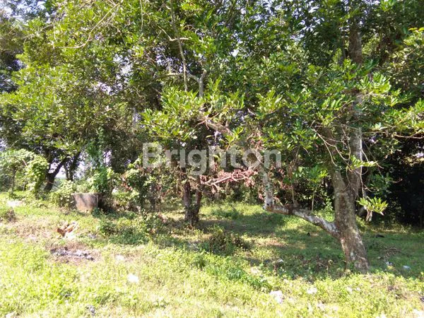 image TANAH KOSONG SUBANG (2)