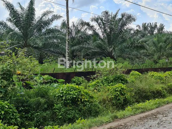 JUAL TANAH  / KEBUN SAWIT 4.8 HA DI  KUTALIMBARU DELI SERDANG , LOKASI DI PINGGIR JALAN COCOK UNTUK KEBUN SAWIT , PERTANIAN, PETERNAKAN, PABRIK DAN LAINNYA