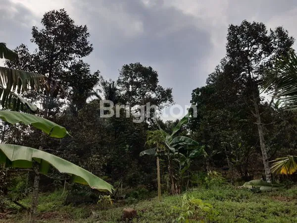 DIJUAL TANAH SUBUR  KAMPUNG HONJE PABUARAN BOGOR