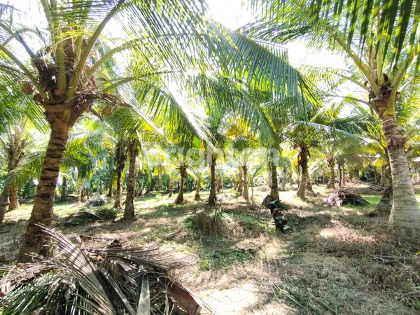 image TANAH LUAS HARGA MURAH DI MUNCAR BANYUWANGI  (1)