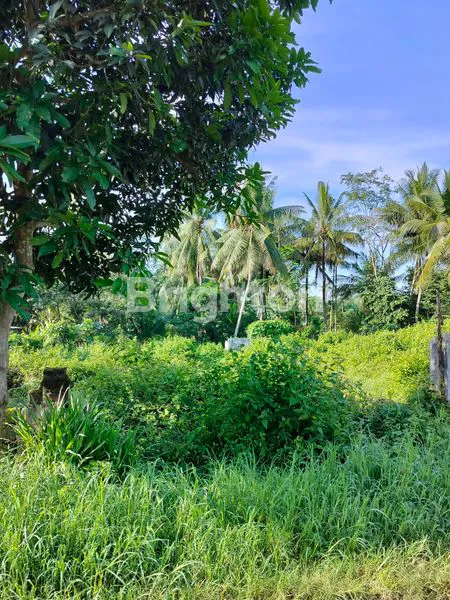 image TANAH PINGGIR JALAN DEKAT STASIUN BANYUWANGI KOTA (6)