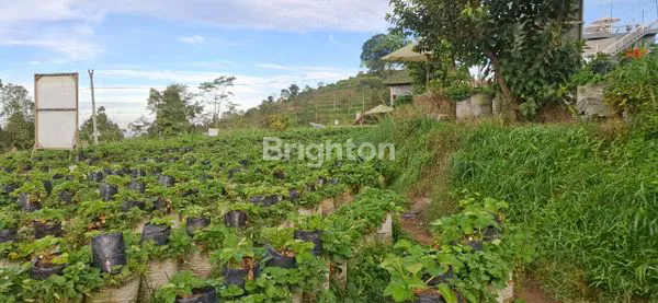 image TANAH PREMIUM EX KEBUN STRAWBERRY AREA KETEB (6)