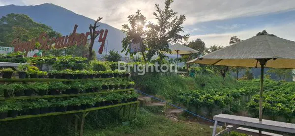image TANAH PREMIUM EX KEBUN STRAWBERRY AREA KETEB (7)