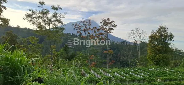 image TANAH PREMIUM EX KEBUN STRAWBERRY AREA KETEB (1)