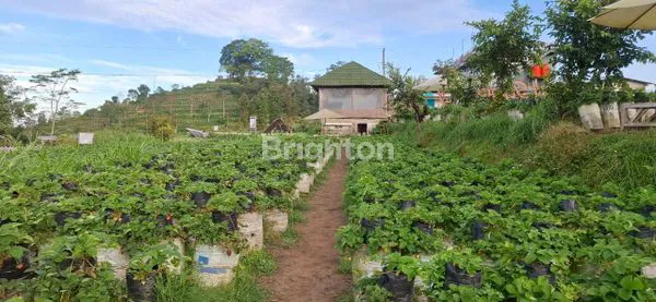image TANAH PREMIUM EX KEBUN STRAWBERRY AREA KETEB (3)