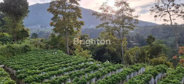 image TANAH PREMIUM EX KEBUN STRAWBERRY AREA KETEB (8)