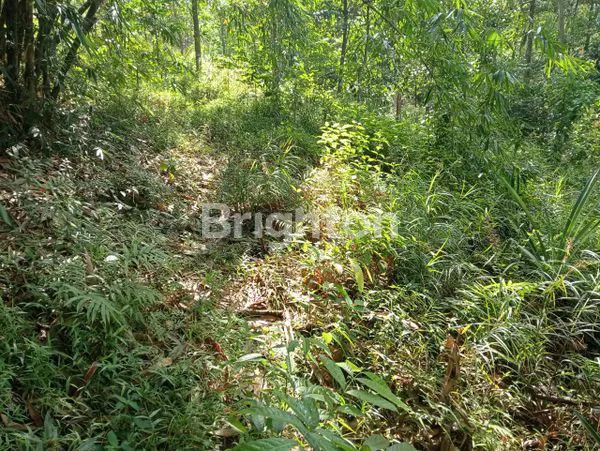 image TANAH DI CIBINONG  (3)