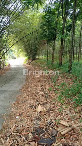 image TANAH DI CIBINONG  (1)