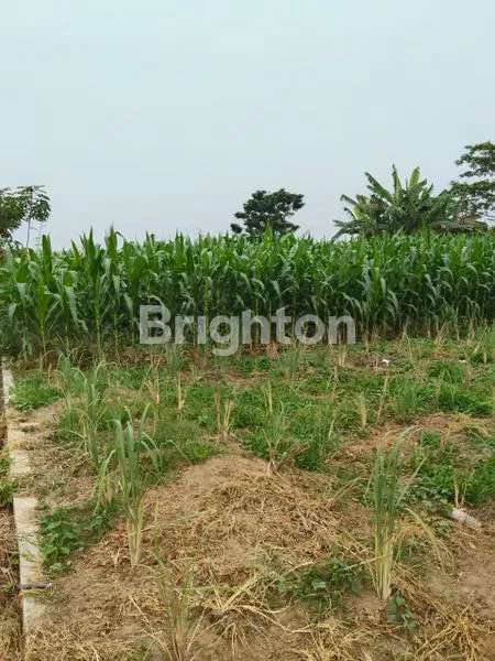 image TANAH SIANTAR (6)