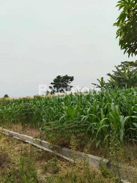 image TANAH SIANTAR (7)