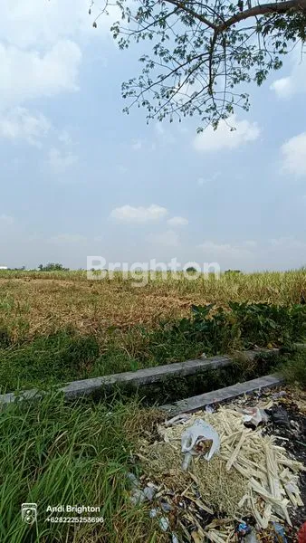 image TANAH SAWAH PINGGIR JALAN DI PERAK JOMBANG (1)