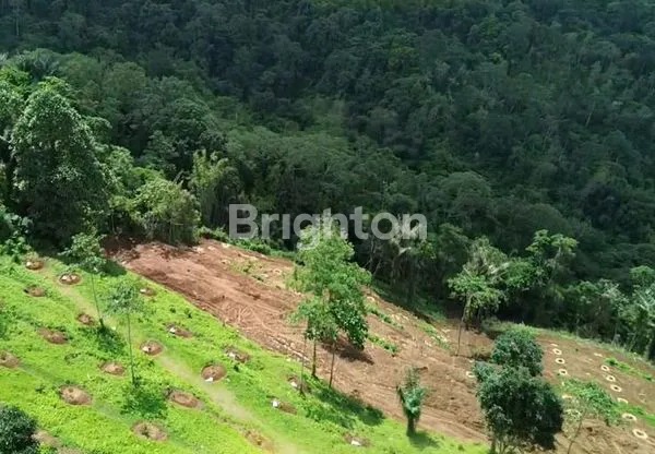 image PREMIUM, TANAH KAVLING DURIAN MUSANGKING 10 ARE - VIEW HILL, OCEAN, FORREST - INVESTASI AGRO & ECO  TOURISM DI PENEBEL TABANAN. (5)