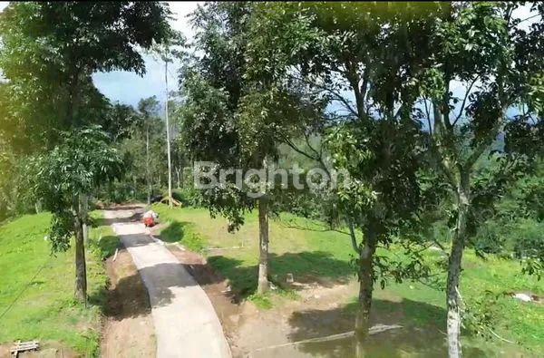 image PREMIUM, TANAH KAVLING DURIAN MUSANGKING 10 ARE - VIEW HILL, OCEAN, FORREST - INVESTASI AGRO & ECO  TOURISM DI PENEBEL TABANAN. (4)