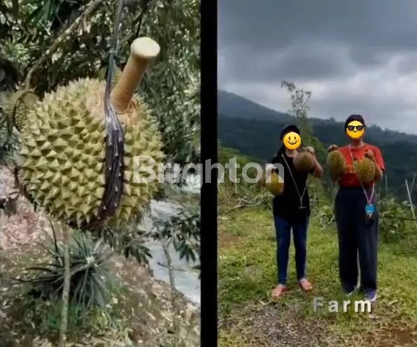 image PREMIUM, TANAH KAVLING DURIAN MUSANGKING 10 ARE - VIEW HILL, OCEAN, FORREST - INVESTASI AGRO & ECO  TOURISM DI PENEBEL TABANAN. (7)