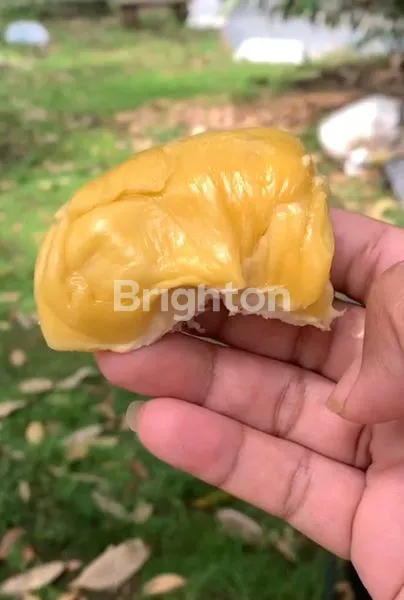 image PREMIUM, TANAH KAVLING DURIAN MUSANGKING 10 ARE - VIEW HILL, OCEAN, FORREST - INVESTASI AGRO & ECO  TOURISM DI PENEBEL TABANAN. (8)