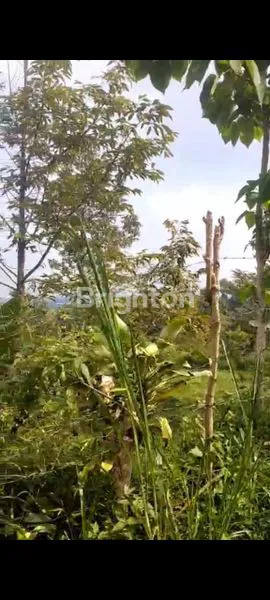 image TANAH JOMBANG (1)