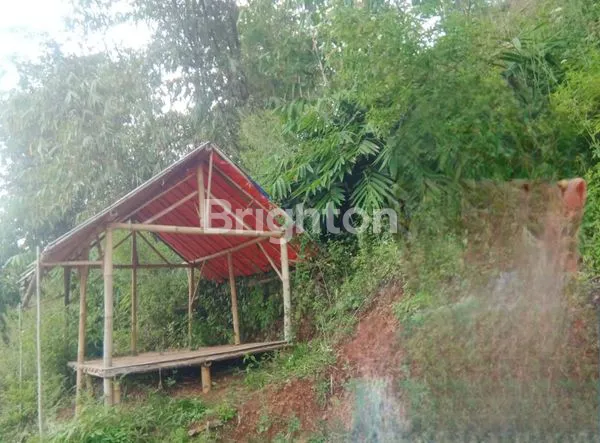 image TANAH PERKEBUNAN LUAS PUNCAK MULYA - BANDUNG  (5)