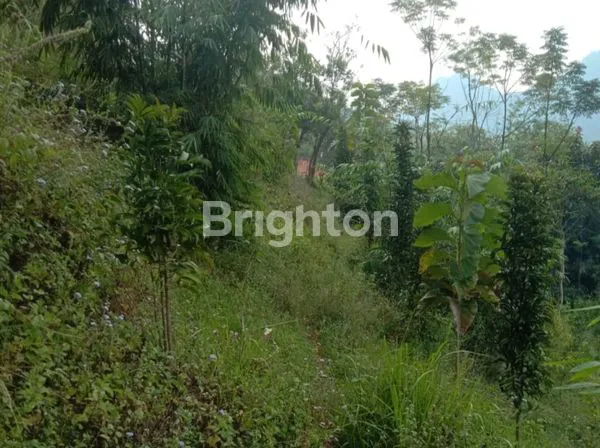 image TANAH PERKEBUNAN LUAS PUNCAK MULYA - BANDUNG  (3)