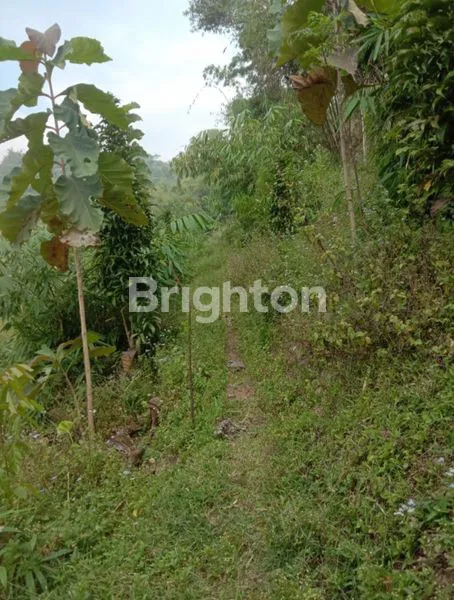 image TANAH PERKEBUNAN LUAS PUNCAK MULYA - BANDUNG  (1)