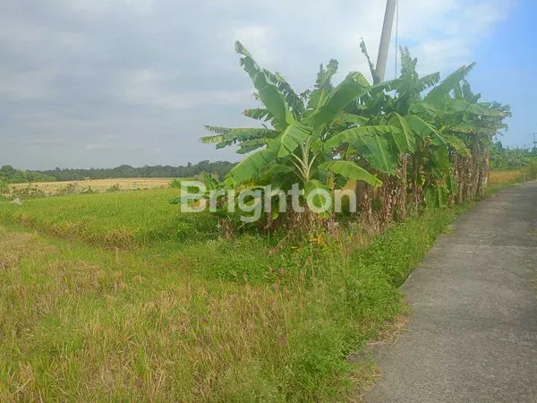 image TANAH 8.200M² VIEW SAWAH DI BERABAN - AKSES MUDAH & STRATEGIS (7)