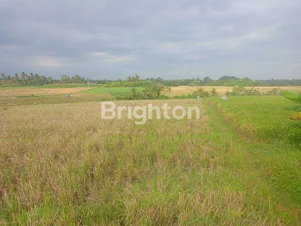 image TANAH 8.200M² VIEW SAWAH DI BERABAN - AKSES MUDAH & STRATEGIS (5)