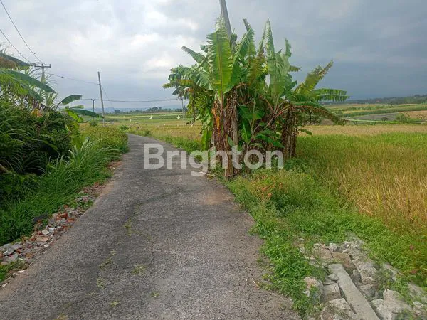 image TANAH 8.200M² VIEW SAWAH DI BERABAN - AKSES MUDAH & STRATEGIS (2)