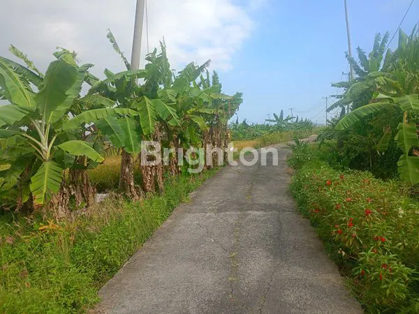 image TANAH 8.200M² VIEW SAWAH DI BERABAN - AKSES MUDAH & STRATEGIS (4)