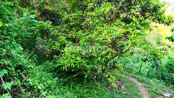 image DIJUAL MURAH & CEPAT KEBUN + BALONG DI SUMEDANG UTARA, SUMEDANG, JAWA BARAT (5)