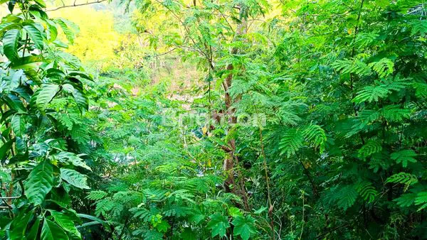 image DIJUAL MURAH & CEPAT KEBUN + BALONG DI SUMEDANG UTARA, SUMEDANG, JAWA BARAT (4)