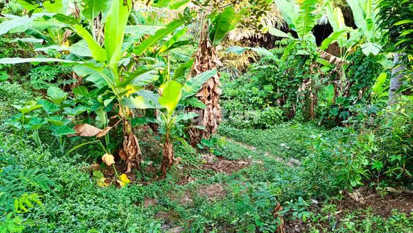 image DIJUAL MURAH & CEPAT KEBUN + BALONG DI SUMEDANG UTARA, SUMEDANG, JAWA BARAT (8)