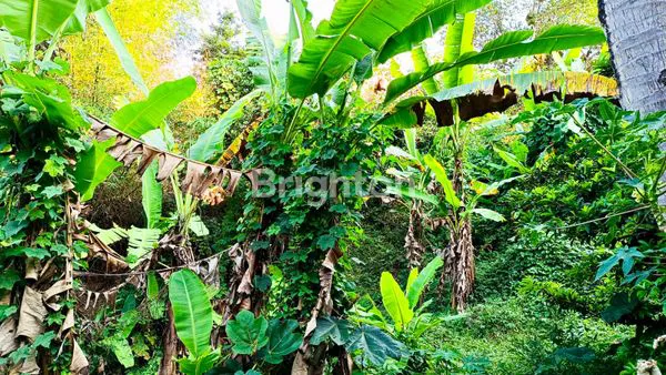 image DIJUAL MURAH & CEPAT KEBUN + BALONG DI SUMEDANG UTARA, SUMEDANG, JAWA BARAT (7)
