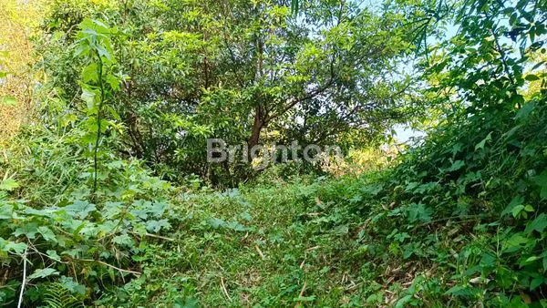 image DIJUAL MURAH & CEPAT KEBUN + BALONG DI SUMEDANG UTARA, SUMEDANG, JAWA BARAT (3)