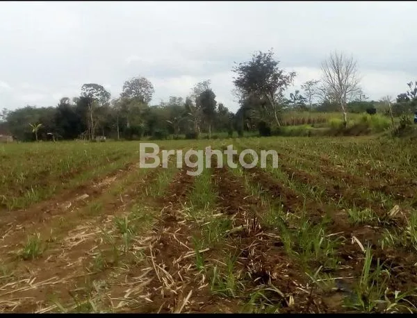 TANAH PREMIUM 8973M² SIAP BANGUN DI KAWASAN BERKEMBANG WAGIR