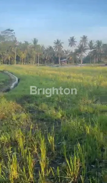 image TANAH  COCOK UNTUK VILLA LOKASI TEGALALANG GIANYAR (1)
