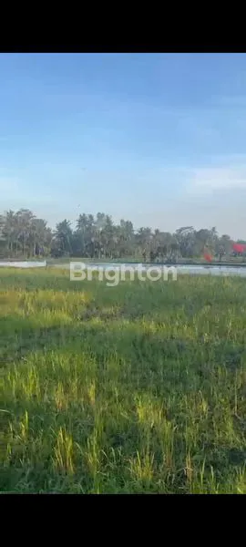 image TANAH  COCOK UNTUK VILLA LOKASI TEGALALANG GIANYAR (5)