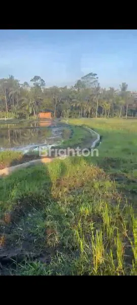 image TANAH  COCOK UNTUK VILLA LOKASI TEGALALANG GIANYAR (6)