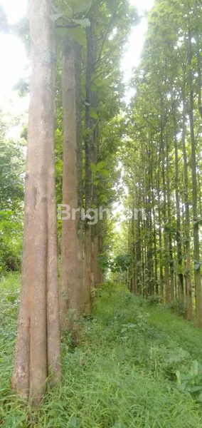 image DIJUAL KEBUN JATI SELUAS 16.000 M² DI BANDUNG BARAT (1)