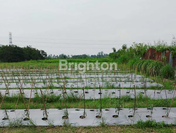TANAH LUAS 1.3 HEKTAR DISKI  BINJAI