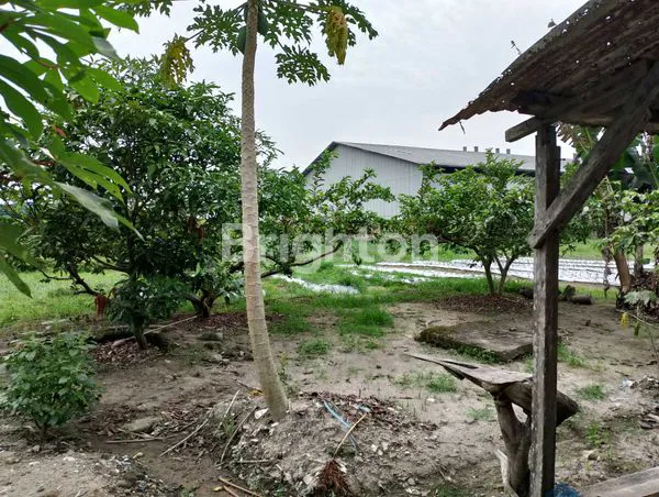 image TANAH LUAS 1.3 HEKTAR DISKI  BINJAI (3)