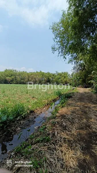 image LAHAN SAWAH SIAP PAKAI DI KERTOREJO JOMBANG (8)