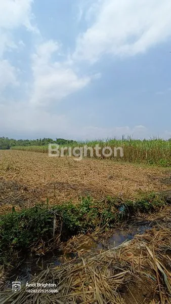 image LAHAN SAWAH SIAP PAKAI DI KERTOREJO JOMBANG (6)