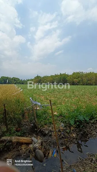 image LAHAN SAWAH SIAP PAKAI DI KERTOREJO JOMBANG (2)