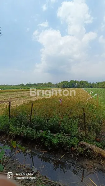 image LAHAN SAWAH SIAP PAKAI DI KERTOREJO JOMBANG (3)