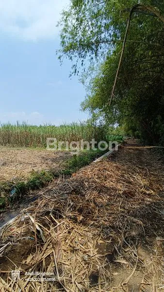 image LAHAN SAWAH SIAP PAKAI DI KERTOREJO JOMBANG (5)