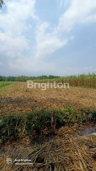 image LAHAN SAWAH SIAP PAKAI DI KERTOREJO JOMBANG (4)